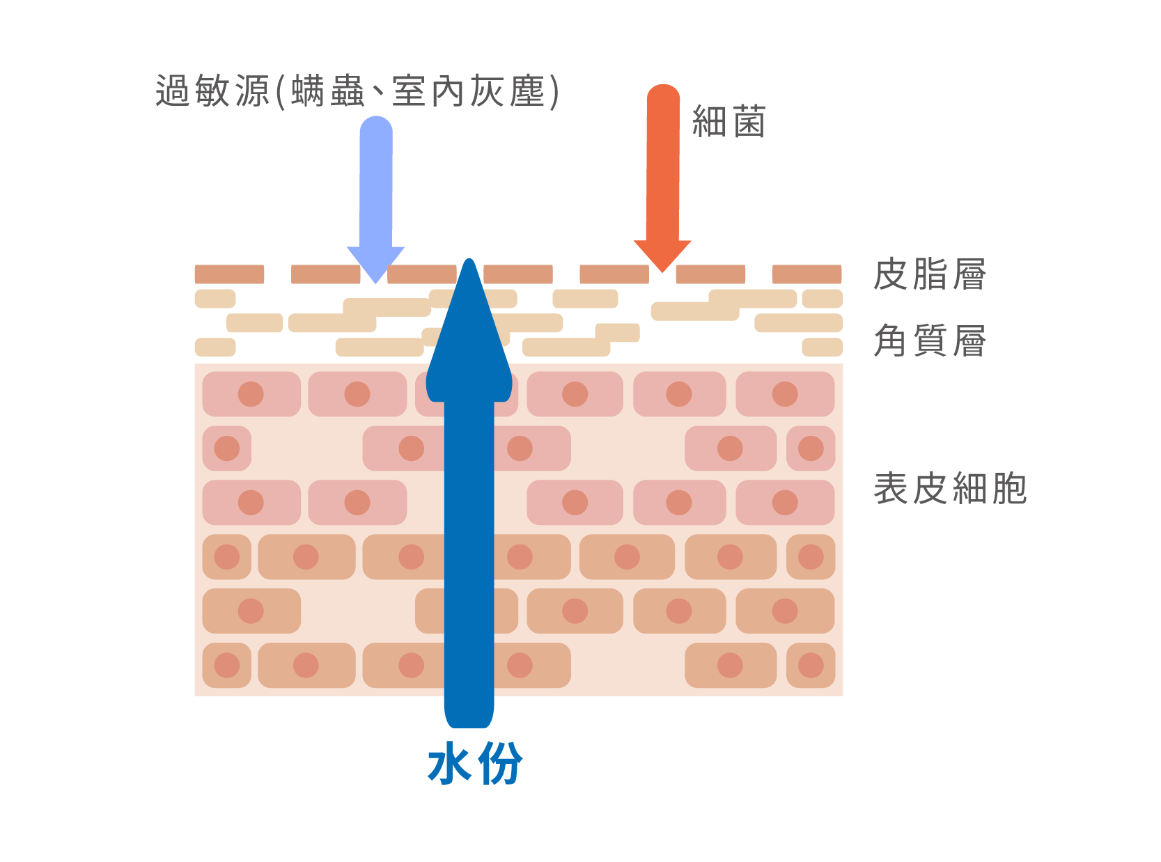 因氯受損的肌膚屏障